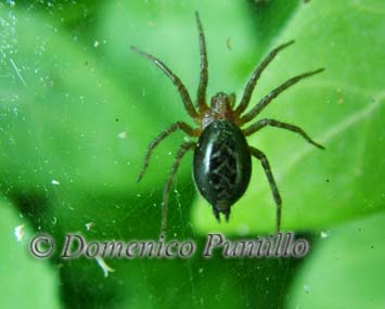 Allagelena gracilens o Agelena sp.